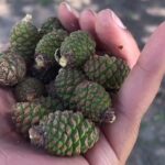 Alexis Nikole Nelson Instagram - VARENYE - pine cone jam! 🌲 A few years back I saw @66squarefeet mention pine cone preserves in passing which sent me into a SPIRALING RABBIT HOLE on the internet which involved some Google translate and some very handy Georgian websites! Here’s how you can make some, to save you all the time I spent stumbling through the recipe until I got it right!