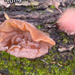 Alexis Nikole Nelson Instagram - A lil jelly fungus education for your day!! 🍄 Columbus, Ohio