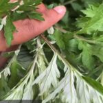 Alexis Nikole Nelson Instagram - 🌱 Mugwort ft my feelings on the Roe v Wade news Someday we’ll also have a chat about western herbalism speaking over eastern ethnobotany (especially in regards to Mugwort) but today we talk about more pressing things.