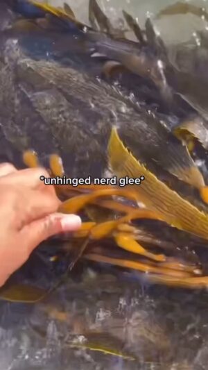 Alexis Nikole Nelson Instagram - Giant Kelp!! Rich in iodine and potassium, and capable of growing TWO FEET A DAY! It can be found up and down the North American Pacific coast from Baja California aaaaaalllllllll the way up to Alaska! I REALLY LIKE SEAWEED