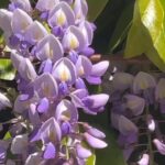 Alexis Nikole Nelson Instagram - Wisteria! 💜 One of the flowers I hoped to find while in LA 🌞 syrup recipe is on its way!