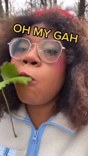 Alexis Nikole Nelson Instagram - GARLIC MUSTARD 😤 it’s delicious and INVASIVE and its grated roots taste like SLIGHTLY SWEET HORSERADISH and it’s leaves smell DELIGHTFULLY GARLICKY and if you find some of its rosettes (plants heading into their second and final year) NOW IS THE TIME TO PULL EM! FOR THE ECOSYSTEM!
They make a MEAN pesto right now, before they get the chance to get a lil more bitter in Spring! So GO! GO GET EM! FREE SNACK!