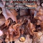 Alexis Nikole Nelson Instagram - Spicy times in the woods 🤣 Found a lot of familiar friends (Enokis, Turkey Tails, Oysters) and some new ones, like this Leafy Brain 🧠 Jelly fungi are not the faves of friends who are iffy on wiggly foods, but I think they’re fun and add some RAD textures to dishes! Ohio