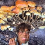 Alexis Nikole Nelson Instagram - ENOKI 🍄 (Flammulina velutipes) - a wintertime fave, are finally popping at some of my spots! A tasty snack I foraged well into February this past winter! #wildfoodlove #foragedfood #enoki #flammulinavelutipes Ohio