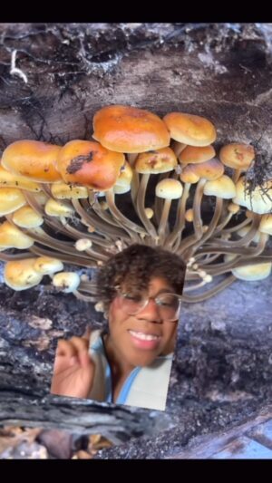 Alexis Nikole Nelson Instagram - ENOKI 🍄 (Flammulina velutipes) - a wintertime fave, are finally popping at some of my spots! A tasty snack I foraged well into February this past winter!

#wildfoodlove #foragedfood #enoki #flammulinavelutipes