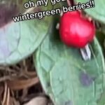 Alexis Nikole Nelson Instagram - Went with @honeybadgerbk and @the_c_u_r_b and @livforaged to the pines and found a wonderful surprise: acidic soil-loving Wintergreen! Did’ja know it’s a berry, not just a gum flavor? Also found another classic late-autumn berry: Cranberries! They do be loving similar spaces…