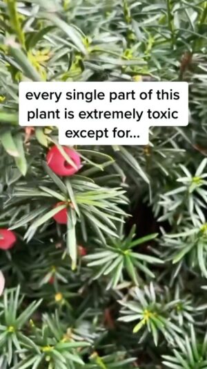 Alexis Nikole Nelson Instagram - I got so many DMs about Yew arils, and realized this video I made never made the jump from tiktok to IG last month!

I still consider Yew to be something of an intermediate forage, as the consequences of eating a wrong part of a Taxus surpasses “stomachache likely” and lives in the realm of “you might die?” 

That feels like an weird thing for me to tell other folks to grab a handful of to put in their face holes 🤣