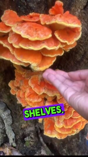 Alexis Nikole Nelson Instagram - How to identify Chicken of the Woods on this autumnal #NationalMushroomDay 🍄🍂