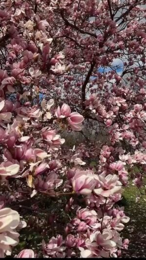 Alexis Nikole Nelson Instagram - Measurements below if ya want em 🌸✨💖

My Thiccc Magnolia Syrup

1 cup water
1.5 cups sugar
4 cups of loosely packed, fragrant magnolia petals

Magnolia Snap Cookies

3.25 cups all-purpose flour
1 cup vegan butter (like Earth Balance)
1.5 cups of brown sugar
¾ cups of My Thiccc Magnolia Syrup
1 tablespoon baking soda
1 tablespoon of vanilla extract (or Nocino if you have some lying around! I prefer it!)
2 teaspoons of cinnamon
Sugar for rolling
Optional: 1 tablespoon frozen grated magnolia petals (freeze the unopened flowers whole and grate as needed!)
ALSO Optional: if you freshly made your syrup, save some of the sugary, jammy petals to roll into the center of the cookies!