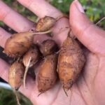 Alexis Nikole Nelson Instagram - Groundnuts! Aka Apios americana! Aka Hopniss! Aka Hodoimo! Aka lil nutty potato bbys! Columbus, Ohio