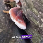 Alexis Nikole Nelson Instagram - The BEST mushroom jerky (imo!!) is made with Resinous Polypore, aka Ischnoderma resinosum!