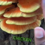 Alexis Nikole Nelson Instagram - How to preserve your mushrooms!! Featuring these GORGEOUS COTWs!!!