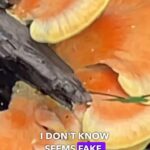 Alexis Nikole Nelson Instagram - Mushroom Chicky Tendies!! Using Laetiporus sulpherous, aka Chicken of the Woods aka Sulphur Shelf! These neon goobers have a long season here in Ohio, but with how dry it’s been, I’ve only been finding them recently (now that we’re getting morning dew!) they have pores NOT GILLS, and grow as shelves of decaying wood! And they really do taste and have the texture of chicken! I especially like this recipe because cooking COWs thoroughly is important! Lots of folks get stomachache’s from not doing so 😭 so in this they’re cooked in the brine AND in the air fryer, but the brine helps them stay moist! No dry nuggies in this house!!