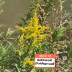 Alexis Nikole Nelson Instagram - I CANT STOP SNEEZING AND THE ROOF OF MY MOUTH IS ITCHY AND I KNOW RAGWEED IS SUCH A KEYSTONE SPECIES BUT DEAR LORDT LEAVE MY NASAL CAVITY ALONE