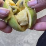 Alexis Nikole Nelson Instagram - ITS PAWPAW SEASON YALL!!