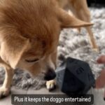 Anjali Bhimani Instagram - On day 2 of AnjMas, I gotta share one of our favorite things - I’m not the only dice goblin here, @charleythebestdog LOVES his D20 kibble ball from @pawlymorph and so do we! Use code ANJALI10 for 10% off all purchases (they have so many more cool things there - treat your fur baby for the holidays too!) #rescuepup #charleydog #pettoys #petgifts #dogmomaf #charleythebestdog #anjalibhimani #dnd #d20 #dicegoblin Los Angeles, California