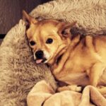Anjali Bhimani Instagram - We take Tongue Out Tuesday very seriously in this family. 👅🐕🐾🩷 #tongueouttuesday #charleydog #charleythebestdog #rescuepup #whosavedwho #puppylove #dogmomaf Los Angeles, California