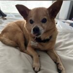 Anjali Bhimani Instagram - News Flash: @charleythebestdog is still ridiculously adorable! #charleythebestdog #charley #dogs #dogsofinstagram #doglife #dogmom #dogmomaf #funnydogs #doglove #dogstagram #anjalibhimani Los Angeles, California