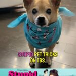Anjali Bhimani Instagram - Just one more reminder ICYMI not to miss Stupid Pet Tricks today on @tbsnetwork with @sarahkatesilverman !!! And check out our post from yesterday to see @charleythebestdog ‘s not-so-stupid but very cute little trick as a warmup for the show (plus see what other adorable goodies Charley got from the show)! 2 pm PST today on TBS! #stupidpettricks #charleythrbestdog #animallovers #gifted
