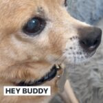 Anjali Bhimani Instagram - @charleythebestdog and I are gearing up for the most important sports event of the year - PUPPY BOWL XX on @animalplanet !! It’s always a gripping fight to the finish to see if it will be Team Ruff or Team Fluff every year, and the adoptable puppies featured on the show are all playing to WIN! Come check out these adorable pups and learn how you can help with pet adoption efforts all over the country! #puppybowl #rescuedogs #rescueanimals #charleythebestdog Los Angeles, California
