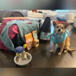 Anjali Bhimani Instagram - We were already gearing up for the Puppy Bowl this weekend, but then @charleythebestdog got even MORE excited because #StupidPetTricks with @sarahkatesilverman (one of our house’s favorite ladies) based on the iconic segment on @letterman (also one of our house’s fave people) is ALSO airing tomorrow on @tbsnetwork ! Naturally Charley had to show off his ADORABLE pet trick before opening the box, but we can’t wait to play with everything in there AND watch the show! (PS there is MORE magic coming because of some other itesm in the box…but you’ll have to stay tuned to see…and watch the show on TBS!!!) #rescuedog #dogmomAF #charleythebestdog #dogsofinstagram #dogmom #anjalibhimani #gifted Los Angeles, California