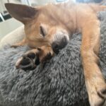Anjali Bhimani Instagram - Sunday “Talk to the Paw cuz the Pup ain’t up” vibes.😴💤🐕🐾 #charleythebestdog #rescuepup #myboo #puppylove #dogmoments Orange County, California