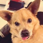Anjali Bhimani Instagram - We take Tongue Out Tuesday very seriously in this family. 👅🐕🐾🩷 #tongueouttuesday #charleydog #charleythebestdog #rescuepup #whosavedwho #puppylove #dogmomaf Los Angeles, California