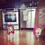 Annie Murphy Instagram - There are dogs that I could crumble into dust, wearing hoodies in my apartment. Good day. @luckymakeup