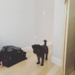 Annie Murphy Instagram - Idiot brother-in-law being like "Hi itz me don't wory i wil watching yoo guise. carri on pleeze!"