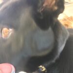 Annie Murphy Instagram - This is an actual picture I took of a normal dog today. @_pippstagramm_