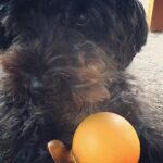 Annie Murphy Instagram - Idiot brother-in-law being like "preeze pay wif me - jus keeding I big dum-dum"