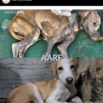 Ashu Reddy Instagram - Let's be the voice for the voiceless, I have done my part, please donate to help these pets to get better health and find their forever homes!! If we can't do it, who will do it for them? PLEASE 🙏🏻 #ashureddy #kindnessmatters #letshelp #petsarefamily @aarf_official we are with you always!! 😊🫶🏻❤️ #pleasedonateasmuchasyoucan ❣️