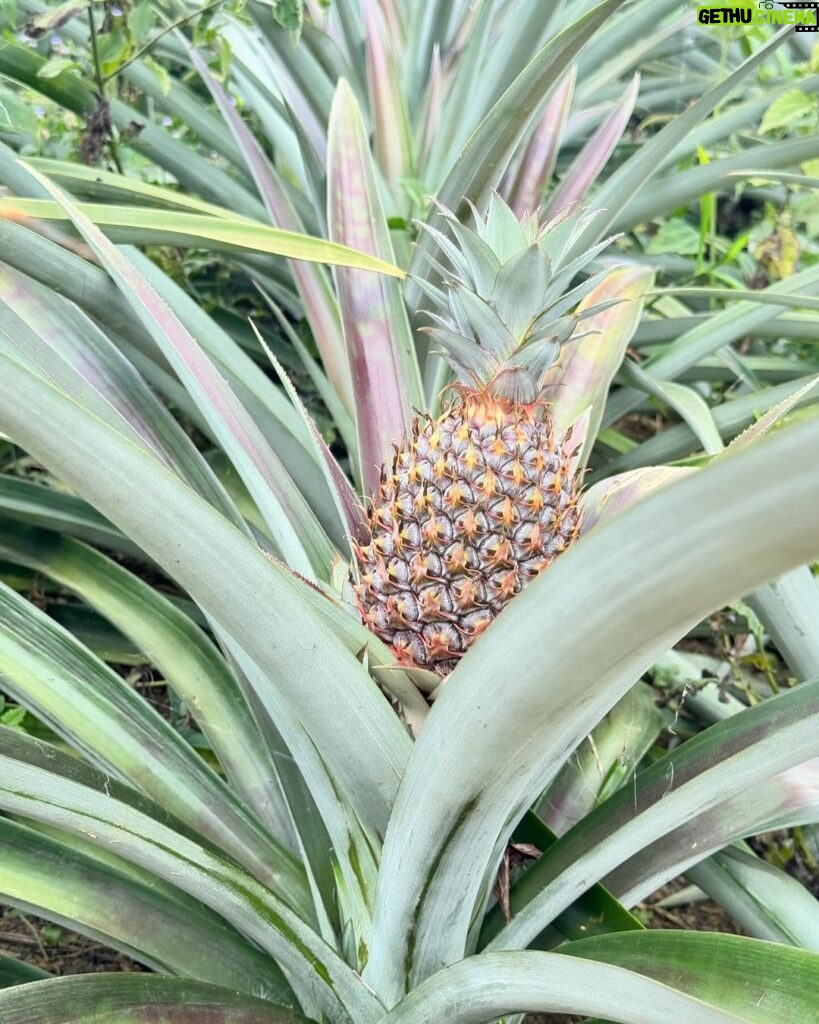 Belle Mariano Instagram - 🥥🌴🍍