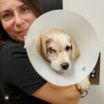 Christina Ricci Instagram - Please donate to @istandwithmypack for the medical care and rescue of this baby and so many others ♥️ ♥️also, sign up to foster if in the LA area!♥️ Link in my bio!