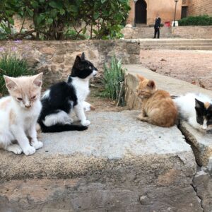 Dmitry Medvedev Instagram - Алжир. Марокко #Algeria #Morocco