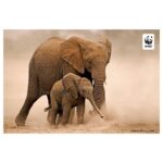 Elizabeth Lail Instagram - Did you know poachers kill 55 African elephants for their ivory every single day? Today on #GivingTuesday, we can give endangered wildlife—and nature worldwide—a better tomorrow. Follow the link in my bio to donate to @world_wildlife today and help save wildlife and their habitats around the globe 🌍