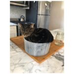 Elizabeth Lail Instagram - Jo in the salad spinner