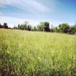 Elizabeth Lail Instagram - https://www.crowdrise.com/SEASON5atSPACE/fundraiser/lailroberts Donate TODAY to @spaceonryderfarm and help creativity flourish!