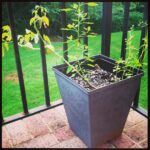 Elizabeth Lail Instagram - Tomatoes from Ryder Farm living in NC @spaceonryderfarm