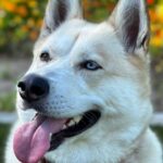 Fran Drescher Instagram - Best thing I ever did was rescuing Angel bc right after I did, she rescued me! Adopt a pet and experience the joy and fulfillment of giving a home to a dog in need of one!❤️🐾