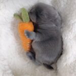 Heize Instagram - 허걱… 🐰🤍🥕