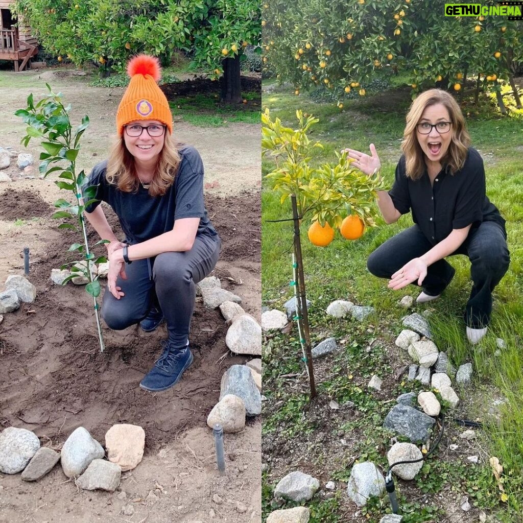 Jenna Fischer Instagram - Today is the day! We got our @sumocitrus tree two years ago and we have our first fruit! A pair of Sumos perfect for Valentine's Day! We were warned the first fruit may not be "store quality"...head over to stories to see how it went! Spoiler: They were awesome. We are sumo citrus growers!!! Thank you to everyone out there who wrote the Sumo folks and helped us get a tree! 🍊 Side note: Look at how green our orchard is thanks to all the rain this year. Both of these photos were taken in early February!