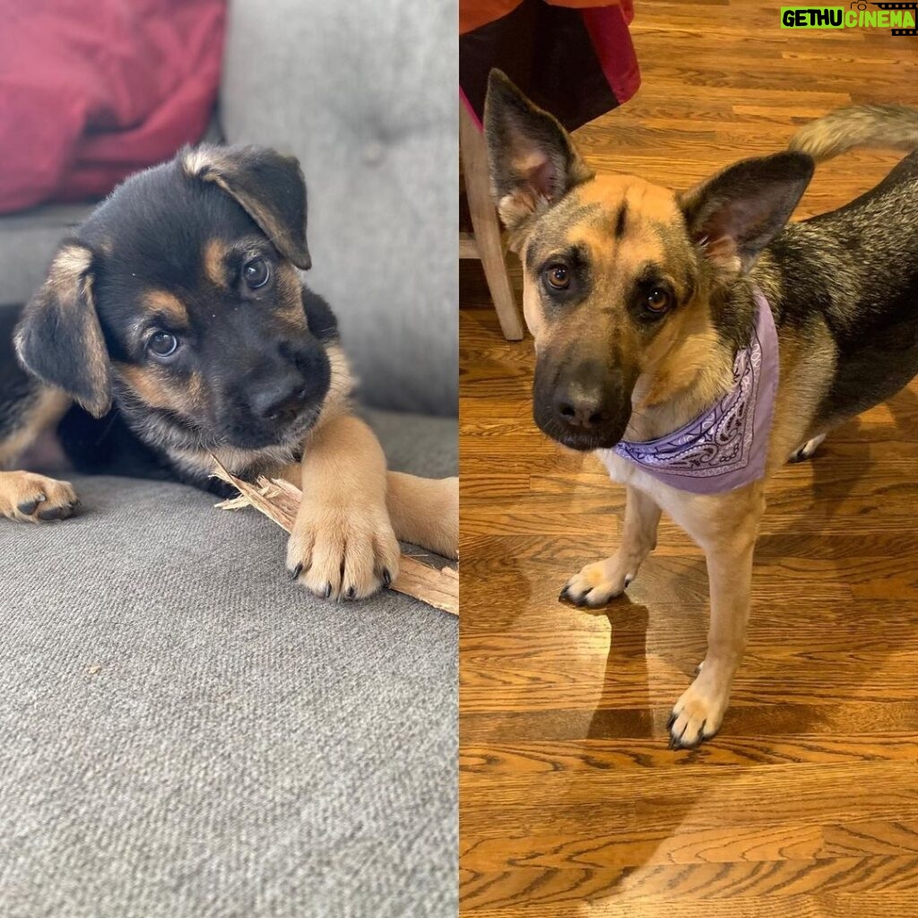 Jenna Fischer Instagram - Happy 2nd Birthday Maggie! Thank you @wagsandwalks for rescuing her and @packpotential_ for fostering her so she could eventually make her way to us!