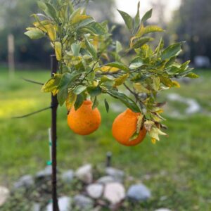 Jenna Fischer Instagram - Today is the day! We got our @sumocitrus tree two years ago and we have our first fruit! A pair of Sumos perfect for Valentine's Day! We were warned the first fruit may not be "store quality"...head over to stories to see how it went! Spoiler: They were awesome. We are sumo citrus growers!!! 

Thank you to everyone out there who wrote the Sumo folks and helped us get a tree! 🍊

Side note: Look at how green our orchard is thanks to all the rain this year. Both of these photos were taken in early February!