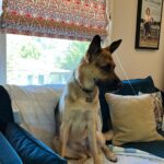 Jenna Fischer Instagram - Trying something new…letting Maggie hang in my office while I Zoom today. (We don’t let her roam the upstairs because she likes to chew stuffed animals and pillows. So she’s usually just in the kitchen/family room or outside.) Will this be amazing or a total disaster? Time will tell.