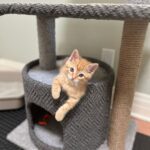 Jenna Fischer Instagram - Happy National Kitten Day! I’m fostering these three rascals and they are all available for adoption…just fill out an application @kittenrescuela First slide: Martha! She’s the smartest of the bunch but also the most shy around people. So she will need a patient and loving human. She was born outside with her litter mates but she is slowly getting used to the comforts of being a house cat. She will curl up and take a nap on your lap and she LOVES to play. We’ve nicknamed her The Lookout because she loves a window seat. This gal is looking to bond with her special person. She’s such a sweet kitty. Next up: George! We call him The Mayor of Kittentown. This guy decided very early on that pets and snuggles were the best thing ever. He loves to purr and play and eat (he’s always the first and last at the food bowl. Haha.) He also loves kids and was most curious/brave about meeting Sonny (although Sonny shut that meet and greet down pretty quickly.) George walks with a swagger that is so endearing. Maybe it’s just his kitten belly, maybe it’s goofy confidence. He’s a standout kitty. Last but not Least: Betsy! Aka The Floof. This medium-haired beauty LOVES TO PLAY SERIOUSLY SHE LOVES IT! I’m talking flips and jumps and she might be a good contender for Kitty Cirque du Soleil. She also loves naps on laps and butt scratches. And she loves her sister Martha very much. (Are you looking for two orange gals?) Betsy also has a very loud purr that will melt your heart.