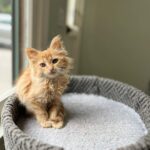 Jenna Fischer Instagram - Happy National Kitten Day! I’m fostering these three rascals and they are all available for adoption…just fill out an application @kittenrescuela First slide: Martha! She’s the smartest of the bunch but also the most shy around people. So she will need a patient and loving human. She was born outside with her litter mates but she is slowly getting used to the comforts of being a house cat. She will curl up and take a nap on your lap and she LOVES to play. We’ve nicknamed her The Lookout because she loves a window seat. This gal is looking to bond with her special person. She’s such a sweet kitty. Next up: George! We call him The Mayor of Kittentown. This guy decided very early on that pets and snuggles were the best thing ever. He loves to purr and play and eat (he’s always the first and last at the food bowl. Haha.) He also loves kids and was most curious/brave about meeting Sonny (although Sonny shut that meet and greet down pretty quickly.) George walks with a swagger that is so endearing. Maybe it’s just his kitten belly, maybe it’s goofy confidence. He’s a standout kitty. Last but not Least: Betsy! Aka The Floof. This medium-haired beauty LOVES TO PLAY SERIOUSLY SHE LOVES IT! I’m talking flips and jumps and she might be a good contender for Kitty Cirque du Soleil. She also loves naps on laps and butt scratches. And she loves her sister Martha very much. (Are you looking for two orange gals?) Betsy also has a very loud purr that will melt your heart.