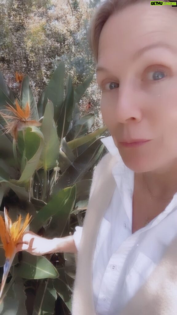Jennie Garth Instagram - A little game I like to play. NAME THAT PLANT. They never know 🤣🥰👊🏻 🖤JG #sunday #sundayfunday #gsn #iykyk