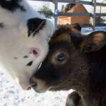 Jennifer Coolidge Instagram - Do you really want these guys on your dinner plate tonight? You can quit meat today @vegancommunity #veggies #plantbased #nomeat #meatfree #bekindtoanimals