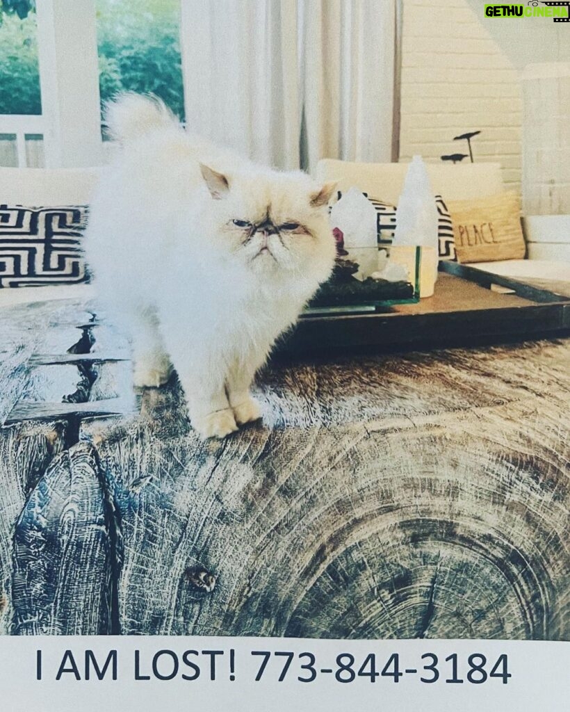 Jenny McCarthy-Wahlberg Instagram - My girlfriend’s precious kitty is missing. If you live in or near the Oak Hill area of Nashville, please share this. She is devastated. Thank you so so much 🙏🏻❤️ #OakHill #Nashville #missingcat